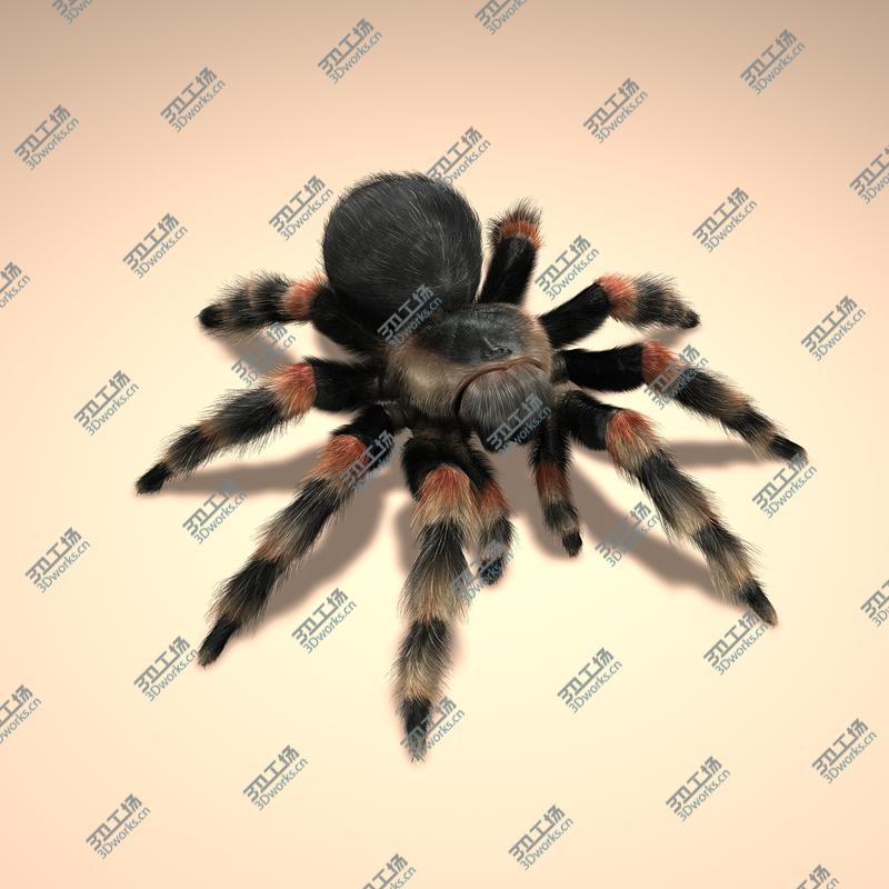 images/goods_img/2021040165/Tarantula (Mexican Redknee) (FUR)/4.jpg
